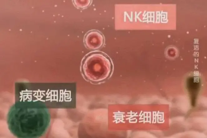 Immune Cell Therapy (3)-3e95