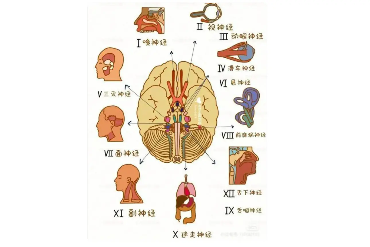 Enhanced Gut Microbiota Therapy